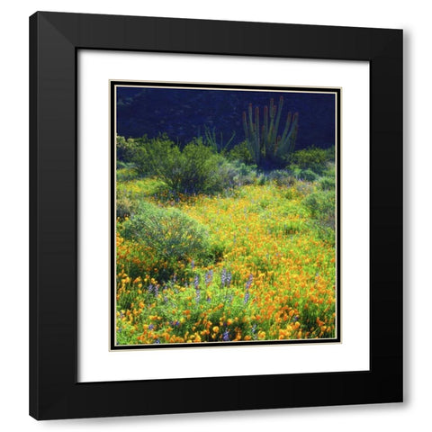 AZ, Organ Pipe Cactus NM Flowers and cacti Black Modern Wood Framed Art Print with Double Matting by Talbot Frank, Christopher