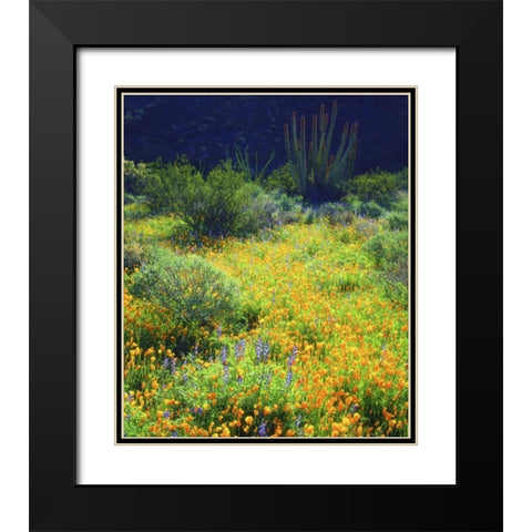 AZ, Organ Pipe Cactus NM Flowers and cacti Black Modern Wood Framed Art Print with Double Matting by Talbot Frank, Christopher