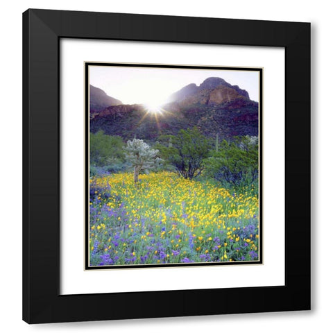 AZ, Organ Pipe Cactus NM Flowers and cacti Black Modern Wood Framed Art Print with Double Matting by Talbot Frank, Christopher