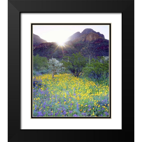 AZ, Organ Pipe Cactus NM Flowers and cacti Black Modern Wood Framed Art Print with Double Matting by Talbot Frank, Christopher