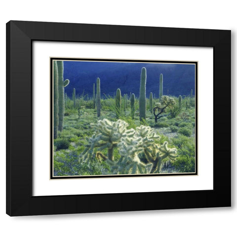 AZ, Organ Pipe Cactus NM Green desert in spring Black Modern Wood Framed Art Print with Double Matting by Talbot Frank, Christopher