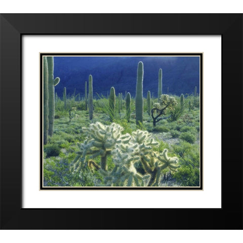 AZ, Organ Pipe Cactus NM Green desert in spring Black Modern Wood Framed Art Print with Double Matting by Talbot Frank, Christopher