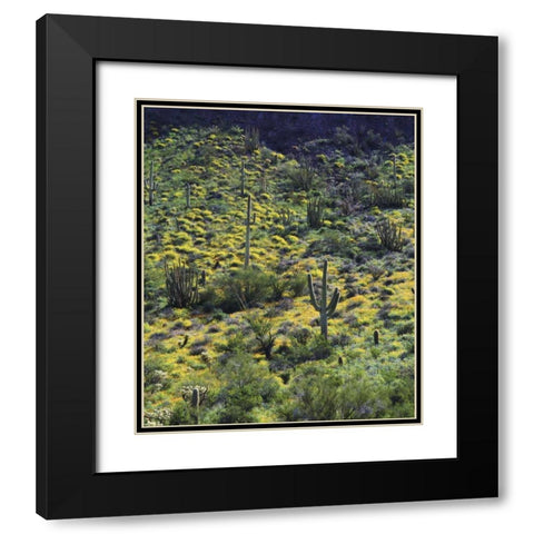 AZ, Organ Pipe Cactus NM Flowers and cacti Black Modern Wood Framed Art Print with Double Matting by Talbot Frank, Christopher
