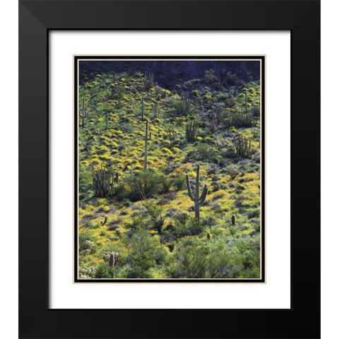 AZ, Organ Pipe Cactus NM Flowers and cacti Black Modern Wood Framed Art Print with Double Matting by Talbot Frank, Christopher