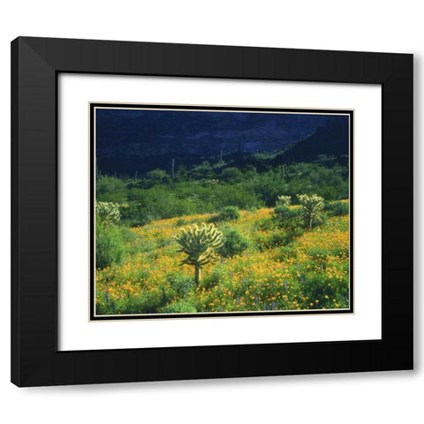 AZ, Organ Pipe Cactus NM Flowers and cacti Black Modern Wood Framed Art Print with Double Matting by Talbot Frank, Christopher