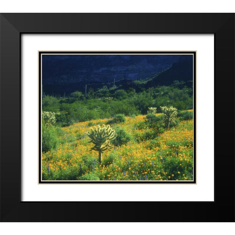 AZ, Organ Pipe Cactus NM Flowers and cacti Black Modern Wood Framed Art Print with Double Matting by Talbot Frank, Christopher