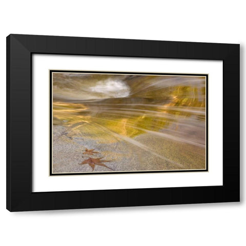AZ, Tucson Maple leaves in the Romero Pools Black Modern Wood Framed Art Print with Double Matting by Paulson, Don