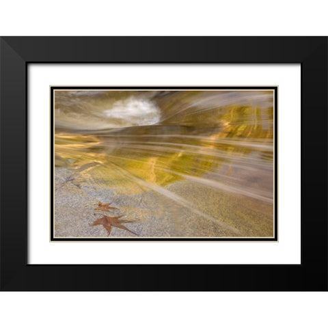 AZ, Tucson Maple leaves in the Romero Pools Black Modern Wood Framed Art Print with Double Matting by Paulson, Don