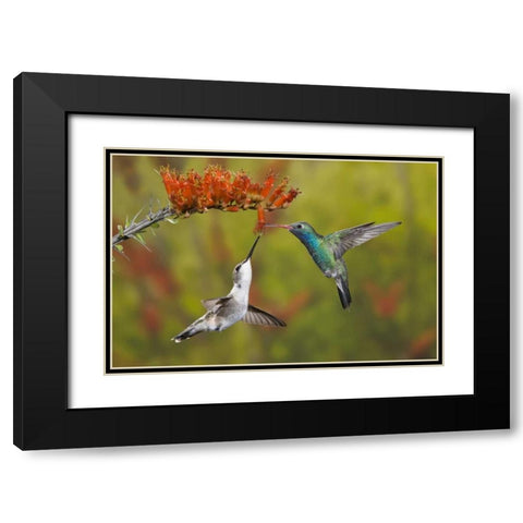 AZ, Sonoran Desert Hummingbird share an ocotillo Black Modern Wood Framed Art Print with Double Matting by Grall, Don