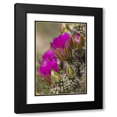 Arizona, Tucson Hedgehog cactus in bloom Black Modern Wood Framed Art Print with Double Matting by Grall, Don
