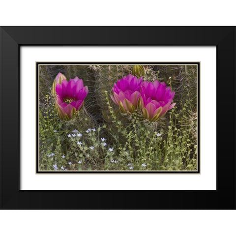 Arizona, Tucson Hedgehog cactus in bloom Black Modern Wood Framed Art Print with Double Matting by Grall, Don