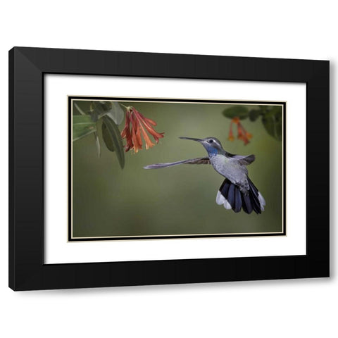 AZ, A blue-throated hummingbird hovers at flower Black Modern Wood Framed Art Print with Double Matting by Grall, Don