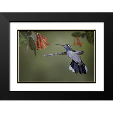 AZ, A blue-throated hummingbird hovers at flower Black Modern Wood Framed Art Print with Double Matting by Grall, Don