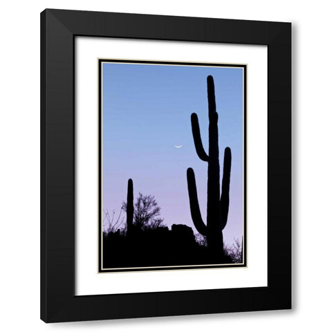 AZ, Tucson Saguaro cactus with crescent moon Black Modern Wood Framed Art Print with Double Matting by Paulson, Don