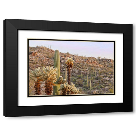 USA, Arizona, Tucson Desert scenic in Saguaro NP Black Modern Wood Framed Art Print with Double Matting by Paulson, Don