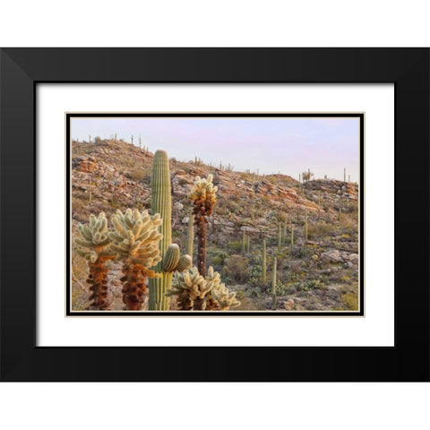 USA, Arizona, Tucson Desert scenic in Saguaro NP Black Modern Wood Framed Art Print with Double Matting by Paulson, Don