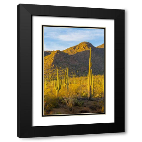 USA, Arizona, Tucson Desert sunset in Saguaro NP Black Modern Wood Framed Art Print with Double Matting by Lord, Fred