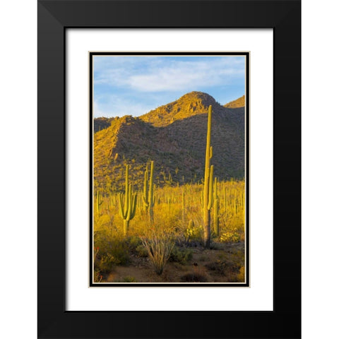 USA, Arizona, Tucson Desert sunset in Saguaro NP Black Modern Wood Framed Art Print with Double Matting by Lord, Fred