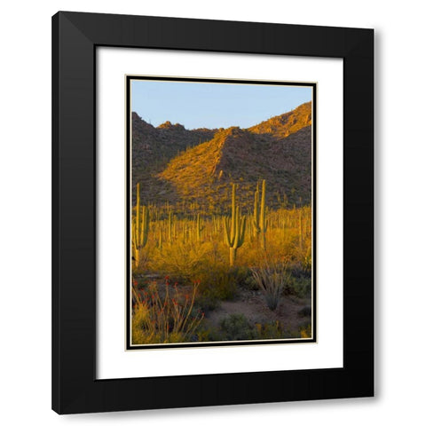 USA, Arizona, Tucson Desert sunset in Saguaro NP Black Modern Wood Framed Art Print with Double Matting by Lord, Fred