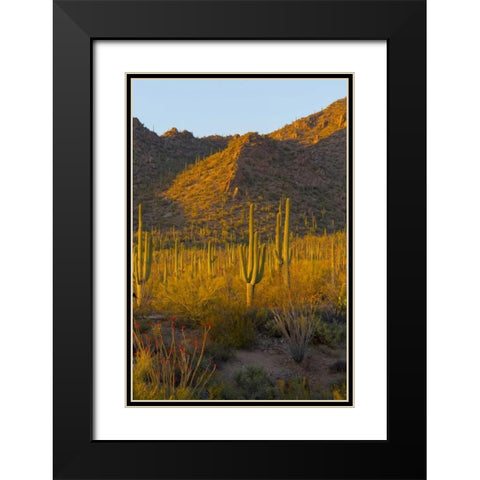 USA, Arizona, Tucson Desert sunset in Saguaro NP Black Modern Wood Framed Art Print with Double Matting by Lord, Fred