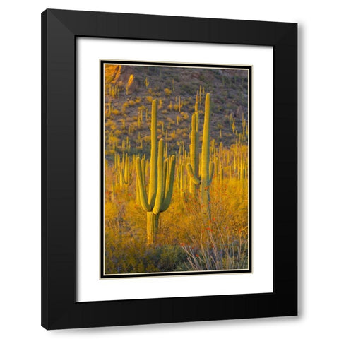 USA, Arizona, Tucson Desert sunset in Saguaro NP Black Modern Wood Framed Art Print with Double Matting by Lord, Fred