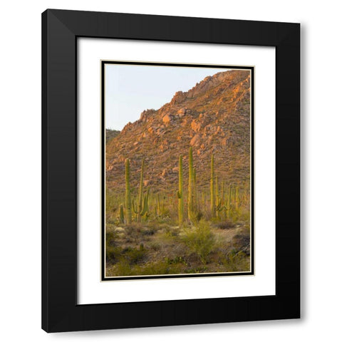 USA, Arizona, Tucson Desert sunset in Saguaro NP Black Modern Wood Framed Art Print with Double Matting by Lord, Fred
