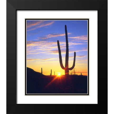 USA, Arizona, A saguaro cactus at sunset Black Modern Wood Framed Art Print with Double Matting by Talbot Frank, Christopher