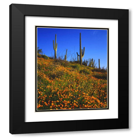Arizona, Organ Pipe Cactus NM flowers and cacti Black Modern Wood Framed Art Print with Double Matting by Talbot Frank, Christopher