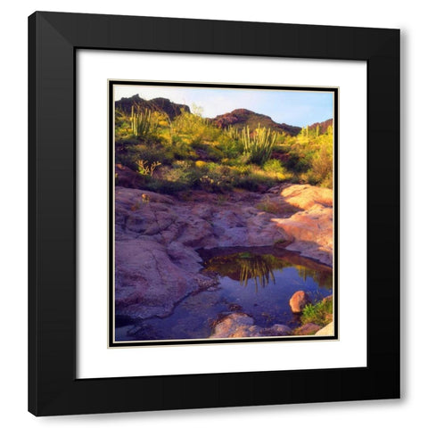 AZ Spring with Organ Pipe cacti along a stream Black Modern Wood Framed Art Print with Double Matting by Talbot Frank, Christopher