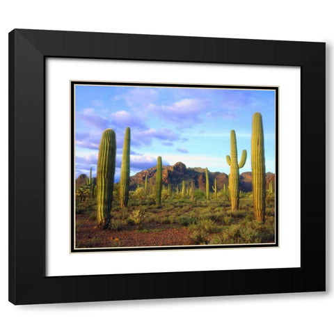 Arizona, Organ Pipe Cactus NM Desert in spring Black Modern Wood Framed Art Print with Double Matting by Talbot Frank, Christopher
