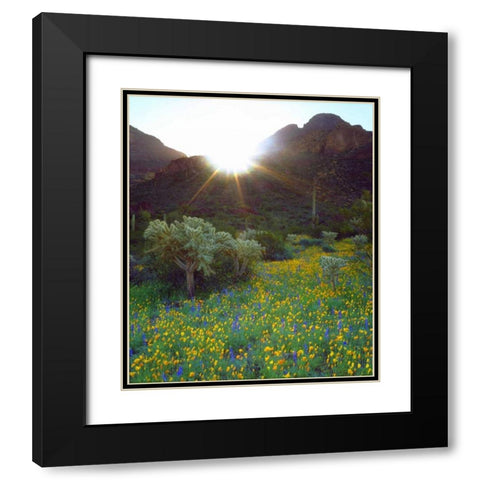 AZ, Organ Pipe Cactus NM Flowers and cacti Black Modern Wood Framed Art Print with Double Matting by Talbot Frank, Christopher