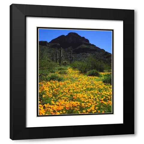 Arizona, Organ Pipe Cactus NM flowers and cacti Black Modern Wood Framed Art Print with Double Matting by Talbot Frank, Christopher