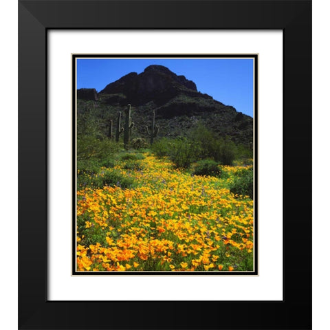 Arizona, Organ Pipe Cactus NM flowers and cacti Black Modern Wood Framed Art Print with Double Matting by Talbot Frank, Christopher
