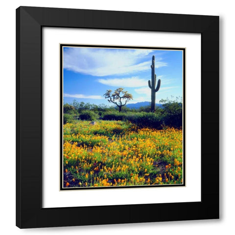 Arizona, Organ Pipe Cactus NM flowers and cacti Black Modern Wood Framed Art Print with Double Matting by Talbot Frank, Christopher