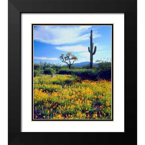 Arizona, Organ Pipe Cactus NM flowers and cacti Black Modern Wood Framed Art Print with Double Matting by Talbot Frank, Christopher