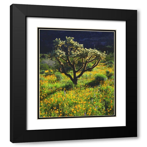 Arizona, Organ Pipe Cactus NM flowers and cacti Black Modern Wood Framed Art Print with Double Matting by Talbot Frank, Christopher
