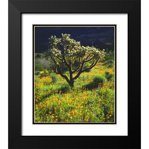 Arizona, Organ Pipe Cactus NM flowers and cacti Black Modern Wood Framed Art Print with Double Matting by Talbot Frank, Christopher