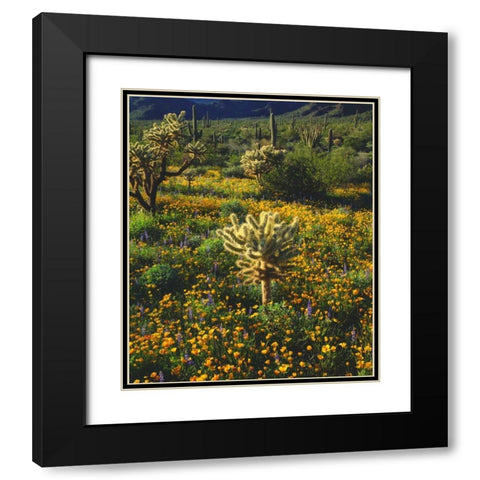 Arizona, Organ Pipe Cactus NM flowers and cacti Black Modern Wood Framed Art Print with Double Matting by Talbot Frank, Christopher