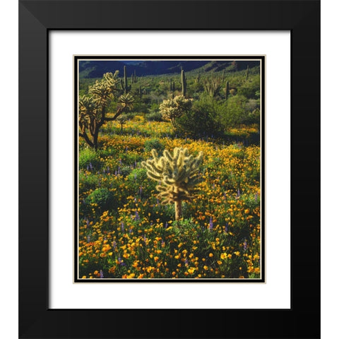 Arizona, Organ Pipe Cactus NM flowers and cacti Black Modern Wood Framed Art Print with Double Matting by Talbot Frank, Christopher