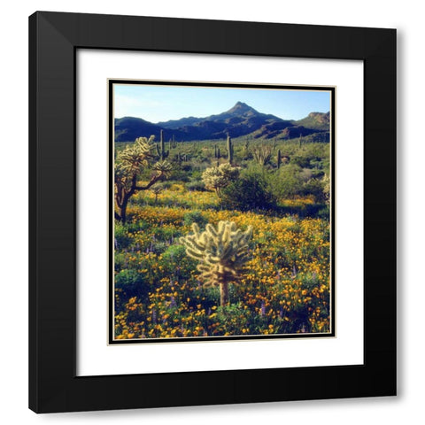 Arizona, Organ Pipe Cactus NM flowers and cacti Black Modern Wood Framed Art Print with Double Matting by Talbot Frank, Christopher