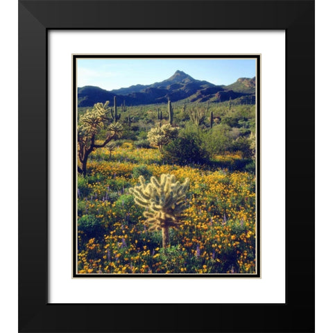 Arizona, Organ Pipe Cactus NM flowers and cacti Black Modern Wood Framed Art Print with Double Matting by Talbot Frank, Christopher
