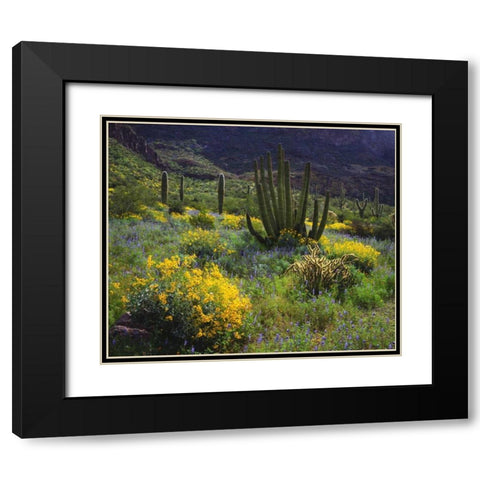 Arizona, Organ Pipe Cactus NM flowers and cacti Black Modern Wood Framed Art Print with Double Matting by Talbot Frank, Christopher