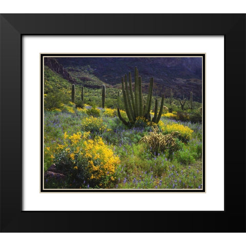 Arizona, Organ Pipe Cactus NM flowers and cacti Black Modern Wood Framed Art Print with Double Matting by Talbot Frank, Christopher