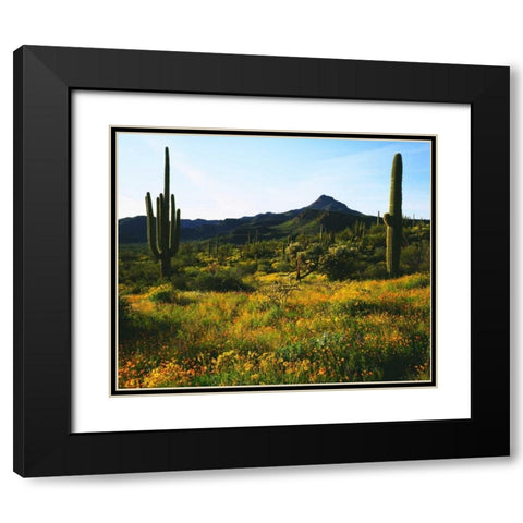 Arizona, Organ Pipe Cactus NM flowers and cacti Black Modern Wood Framed Art Print with Double Matting by Talbot Frank, Christopher