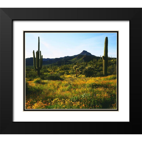 Arizona, Organ Pipe Cactus NM flowers and cacti Black Modern Wood Framed Art Print with Double Matting by Talbot Frank, Christopher