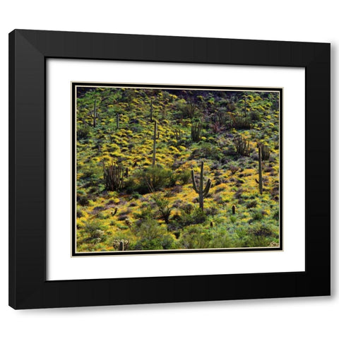 Arizona, Organ Pipe Cactus NM flowers and cacti Black Modern Wood Framed Art Print with Double Matting by Talbot Frank, Christopher