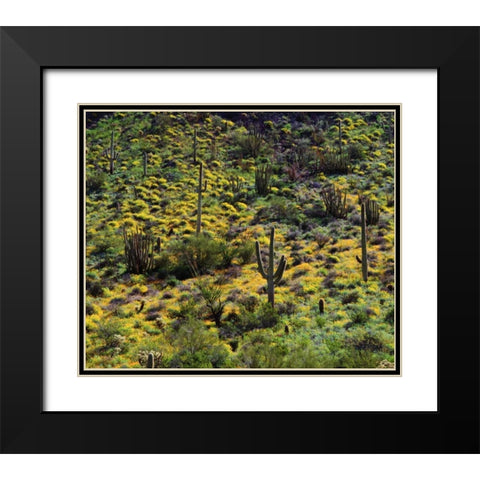 Arizona, Organ Pipe Cactus NM flowers and cacti Black Modern Wood Framed Art Print with Double Matting by Talbot Frank, Christopher