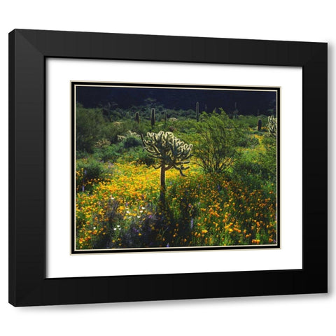 Arizona, Organ Pipe Cactus NM flowers and cacti Black Modern Wood Framed Art Print with Double Matting by Talbot Frank, Christopher