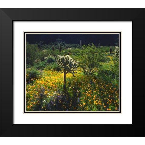 Arizona, Organ Pipe Cactus NM flowers and cacti Black Modern Wood Framed Art Print with Double Matting by Talbot Frank, Christopher