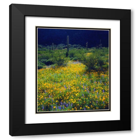 AZ, Organ Pipe Cactus NM flowers and Saguaro Black Modern Wood Framed Art Print with Double Matting by Talbot Frank, Christopher
